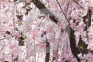 sakura cherry blossom tree japan branch colorful