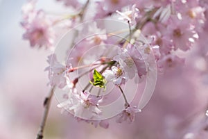 sakura cherry blossom tree japan branch colorful