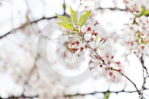 sakura cherry blossom tree japan branch colorful