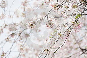 sakura cherry blossom tree japan branch colorful