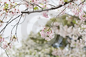 Sakura cherry blossom tree japan branch colorful