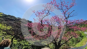 Sakura Cherry Blossom Trees in Okinawa