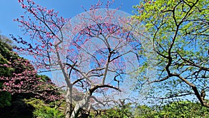 Sakura Cherry Blossom Trees in Okinawa