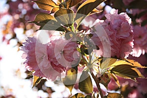 Sakura Cherry Blossoms