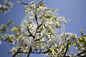 Sakura Cherry Blossoms