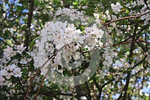 Sakura Cherry Blossoms