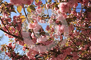 Sakura Cherry Blossoms