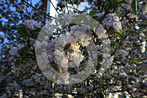 Sakura Cherry Blossoms