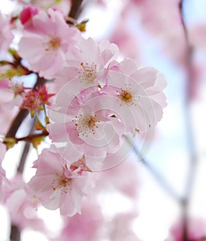 Sakura (cherry blossoms)