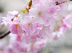 Sakura (cherry blossoms)