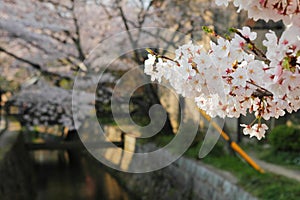 Sakura cherry blossoms