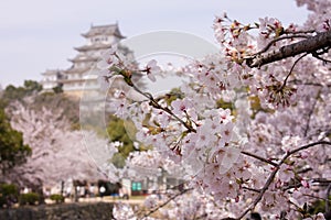 Sakura cherry blossoms around castle