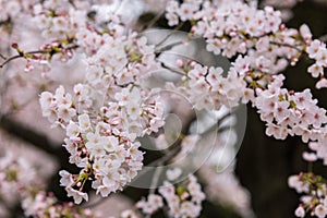 Sakura Cherry Blossoms in bloom in Japan