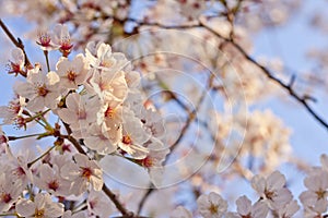 Sakura - Cherry Blossoms