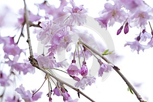 Sakura - Cherry Blossoms