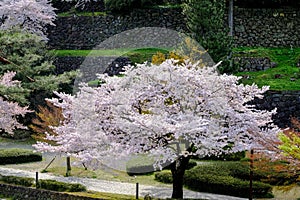 Sakura cherry blossoms branch tree in park or national garden on sunny day, focus soft pink full bloom a sakura tree in middle nex