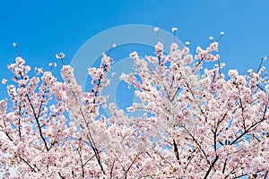 Sakura cherry blossoms branches tree against blue sky background, sakura turn to soft pink color in sunny day and sun shine in mor