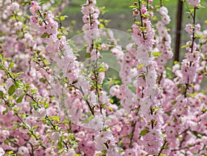 Sakura cherry blossoms focus to branch against blue sky and clouds background.