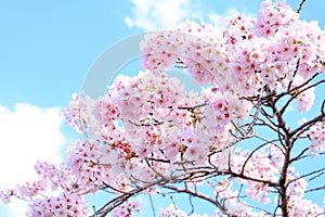 Sakura cherry blossoms focus to branch against blue sky and clouds background, Sun shine to sakura tree with sunny day in morning