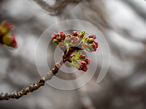 Sakura buds waiting to open photo