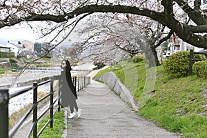 Sakura cherry blossoms full blooming, Asian woman traveler under the pink flower tree.