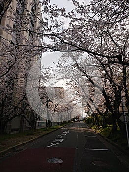 Sakura: Cherry blossoms in Japan
