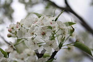 Sakura Cherry Blossoms Macro