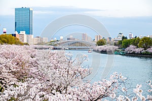 Sakura cherry blossoms next to river view sakuranomiya park, bridge view with Osaka castle behind, sakura trees along the river si