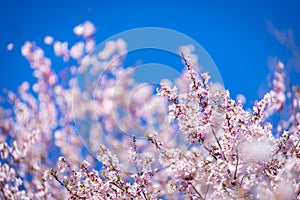 Sakura, cherry blossoms in spring