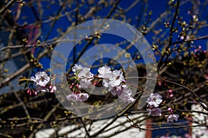 Sakura cherry blossoms on tree.