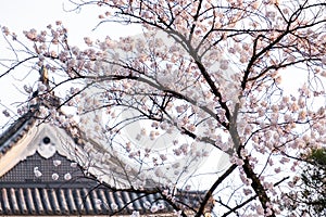 Sakura cherry blossoms tree in front traditional black wood roof in Japan,sakura full blooming turn to pink color, soft pink flowe