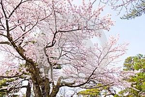 Sakura cherry blossoms tree in garden against sunny sky background ,sakura turn soft  pink full bloom in sunshine day in spring se