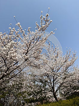 Sakura cherry blossoms on the tree under blue sky, beautiful cherry flowers background during spring season