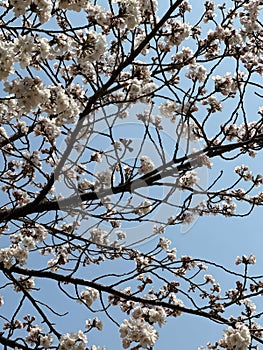 Sakura cherry blossoms on the tree under blue sky, beautiful japanese cherry flowers background during spring season