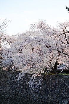 Sakura cherry blossoms trees in Japan bend the branches into river, next stones river dam in spring full bloom soft pink color, th