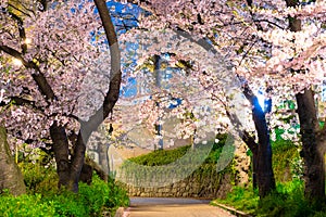 Sakura cherry blossoms trees light up along both side of stone walking path at night or sunset time  in Kema sakuranomiya park, sa