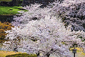 Sakura cherry blossoms trees in park or garden on sunshine day, many soft pink full bloom sakura trees next traditional Japanese l