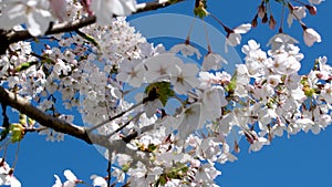 Sakura, Cherry Blossoms in Uji, Kyoto Prefecture, Japan Bees fly near the blossoming plum tree. Slow motion video of