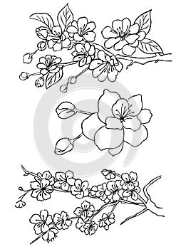 Sakura, cherry blossoms.Vector sketch of flowers by line on a white background. Decor
