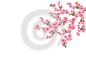 Sakura. Cherry branches with delicate pink flowers, leaves and buds. Isolated on white background illustration.