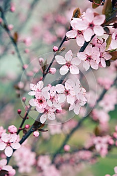 Sakura cherry tree blossoms in early spring