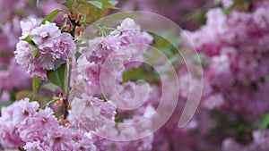 Sakura Cherry tree flowers on a wind