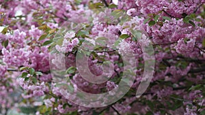 Sakura Cherry tree flowers on a wind