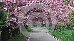 Sakura Cherry tree flowers on a wind