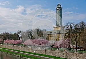 Sakura cherry trees in park in Ostrava