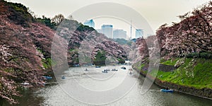 Sakura cherry trees in Tokyo