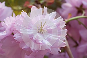 Sakura chinese japan cherry tree pink flower bloom blossom spring