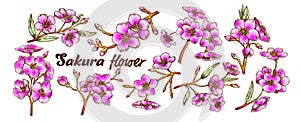 Sakura Collection Tree Branches Set Color Vector