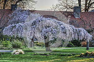 Sakura covered by a lavish blanket of cherry blossoms, symbol of renewal and rebirth at spring time in the Landbohojskolens have