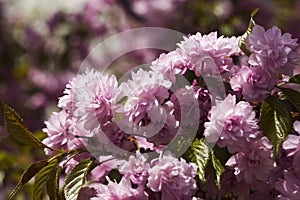 Sakura double blossom - beautiful pink flowers on branches in clear weather. Early spring, concept, sakura buds